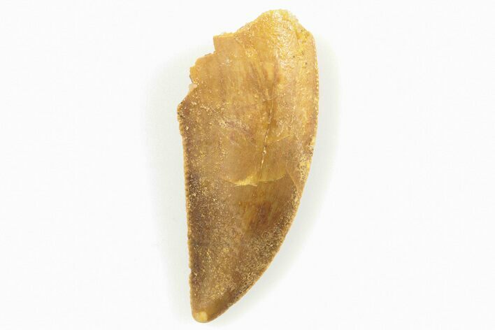 Serrated, Raptor Tooth - Real Dinosaur Tooth #200300